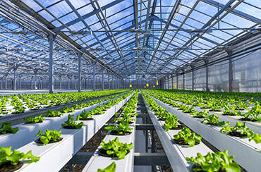 Benefits of Hydroponic Farming Over Traditional Agriculture