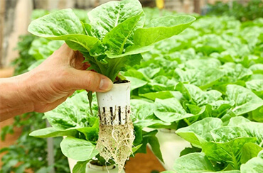 Common Misconceptions About Hydroponics