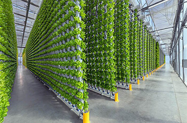 Choosing the Right Hydroponic System for Your Needs